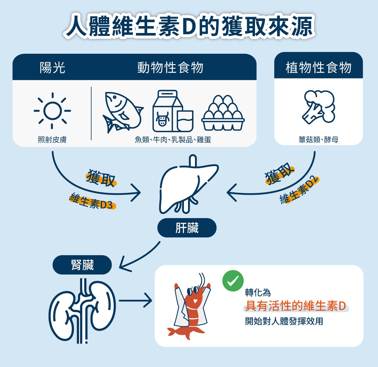 D3 在人體內轉換為活性維生素D的效率更高、穩定性佳、健康促進表現較好(1)