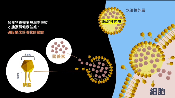 磷蝦油能提高維生素D2倍吸收率、葉黃素8倍吸收率、CoQ10 25倍吸收率。