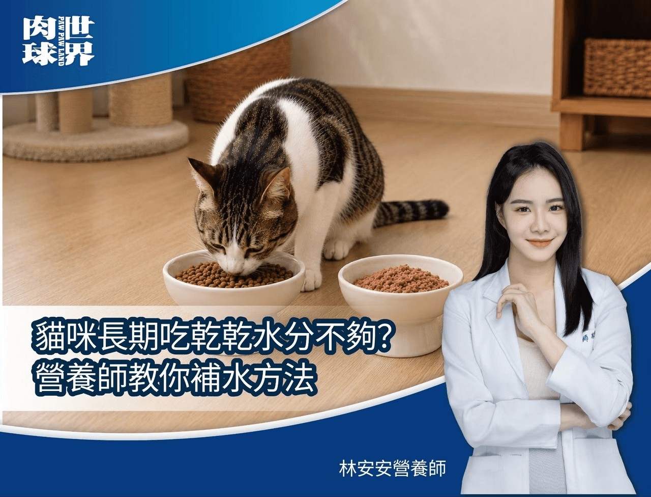 貓咪不喝水怎麼辦？乾糧轉濕食的 4 階段補水教學