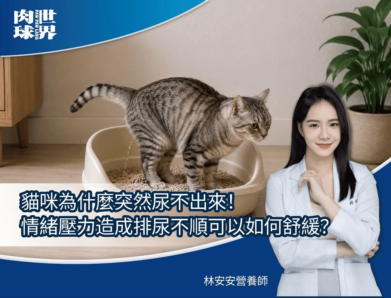 貓咪突然尿不出來怎麼辦？解析情緒壓力與排尿不順的舒緩對策