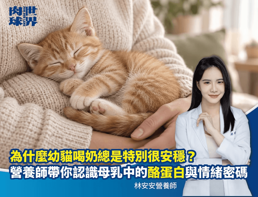貓狗分離焦慮吃什麼？解析「Lactium 水解酪蛋白」功效，破解幼貓熟睡的秘密